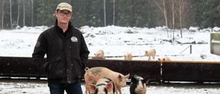 Tuffa tider för lokala grisbonden – men ingen brist på julskinka i år • Håkan: "Foderpriset höll på att knäcka mig totalt"