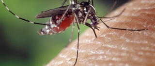ANMÄLS: Företag sålde myggklistermärken
