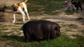 Ovanligaste husdjuret – ett riktigt svin