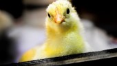 Sluta blunda för svensk kycklingindustri