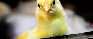 Sluta blunda för svensk kycklingindustri