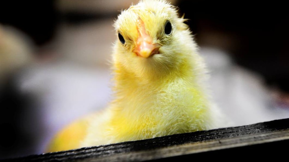 Kycklingindustrin i Sverige lämnar mycket att önska, anser debattören.
