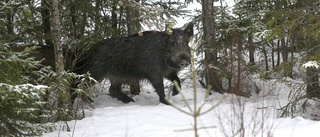 Vad ska jägarna göra av vildsvinen?