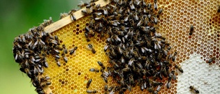 Honungskrisen kan lämna hyllorna tomma