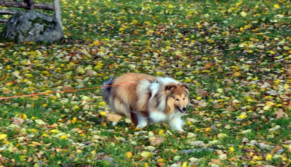 Musse är mer oerfaren, fast dagens spår gick mycket bra trots olika spårvinklar.