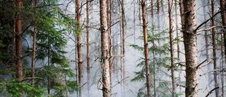 Skogar bränns för naturvård