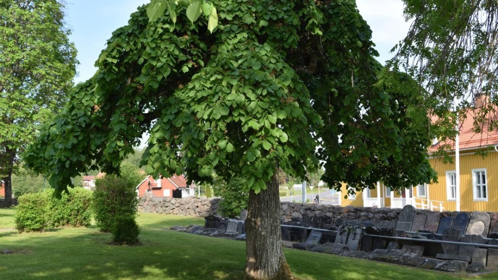 100 år gamla almar, även kallade sorgeträd, då växtsätt och skötsel format växten.
