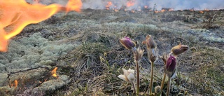 ”Gotlands skogar behöver brinna i sommar”