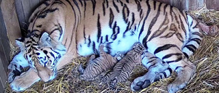 Tigerungar födda på svensk djurpark – se bilderna här