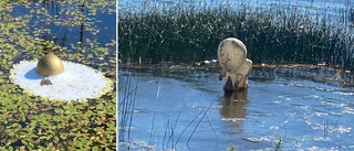 Sommarens snackis: Ufo och utomjording har dykt upp i Mälaren