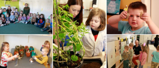 Barnen forskar om potatis – ska väcka intresse för naturvetenskap