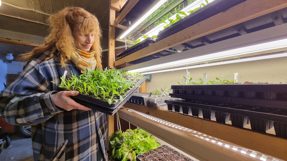 Despite a relatively short growing season, further hampered by a late spring, Anne Sandlund has her seedlings thriving. This allows her to transplant a variety of crops outdoors in late May and early June.