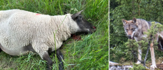 Dödade får i grannkommun – nu ska vargen skjutas