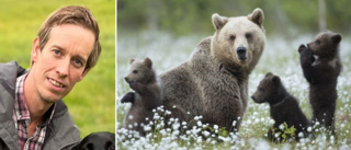 Ny björnobservation inrapporterad – vid E 20