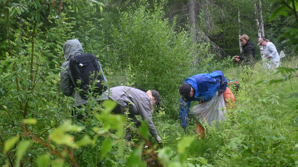 The Swedish Society for Nature Conservation and Skellefteå municipality arranges meetings this summer to clear out the Himalayan balsam.