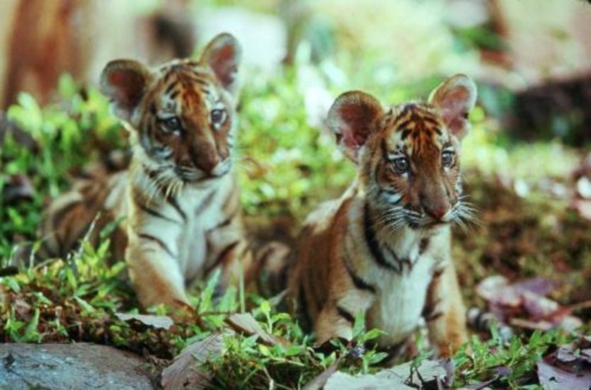 Det är tigrarna som är behållningen i Två tigerbröder, i övrigt en rätt konstig film. Bild: UIP