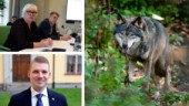 Politikernas besked: Linköping ska vara fritt från varg