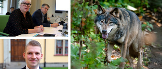 Politikernas besked: Linköping ska vara fritt från varg