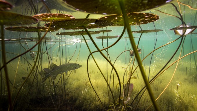 Naturum Gotland och utställning Sötvatten – En värld av liv