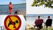 Förbud mot hundar på de populäraste stränderna