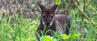 Nyförvärven: Tre kängurur som studsar runt bland besökarna