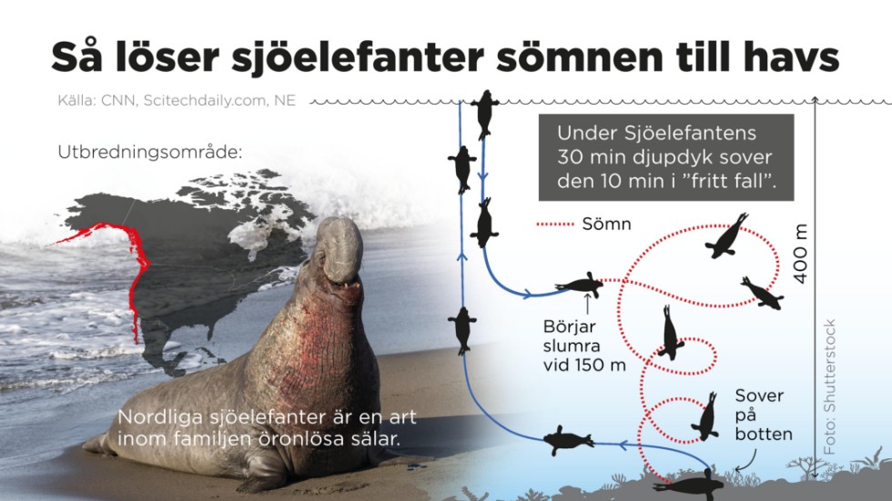 Nordliga sjöelefanter kan spendera sju till åtta månader på jakt efter föda i norra Stilla havet, tusentals mil från land. Nu har forskare tagit reda på hur och var de sover när de är på öppet hav.