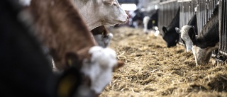 Köttförbud i skolorna räddar Östersjön från övergödning