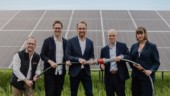 Sveriges största solpark invigd – ska driva Kolmården
