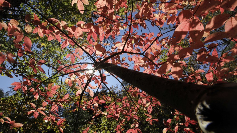Oktober satt uppe i ett träd i skogsdungen och målade, kåserar insändarskribenten.