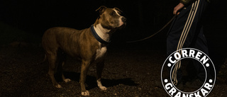 Farliga hundarnas ägare: Dömda för rån, misshandel och knark