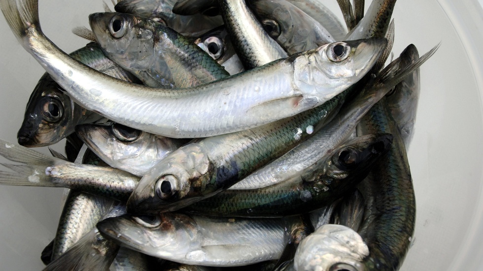 Varför ska strömming bli mat till laxar när vi kan äta den som den är? frågar sig skribenten som ifrågasätter om fiskindustrin är hållbar.