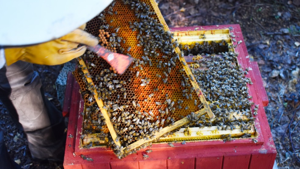 "You don't want to open the beehives when it's cold and windy, because the bees get angry about the cold," explains Madelene Bergkvist.