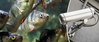 Nya metoden – fiskarna i Paviken ska kameraövervakas