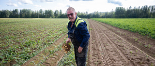 Olof en av få potatisbönder: "Framtiden ser mörk ut"