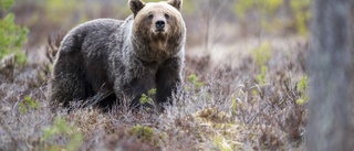 Hjälp länstyrelsen – samla in björnbajs