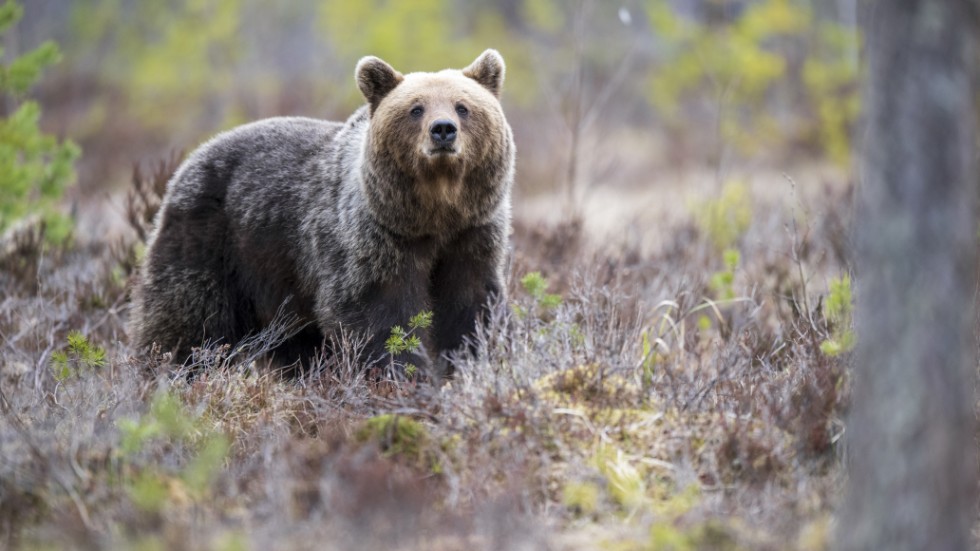 Björnar har mycket god hörsel och gott luktsinne, och känner ofta när en människa är på väg, enligt rovdjursexpert Benny Gäfvert. Arkivbild.