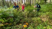 Stora mängder kantareller växer i Enköpingsskogarna