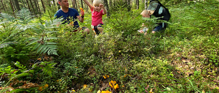 Stora mängder kantareller växer i Enköpingsskogarna