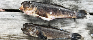 Invasiv fisk sprider sig – hotar svenska arter
