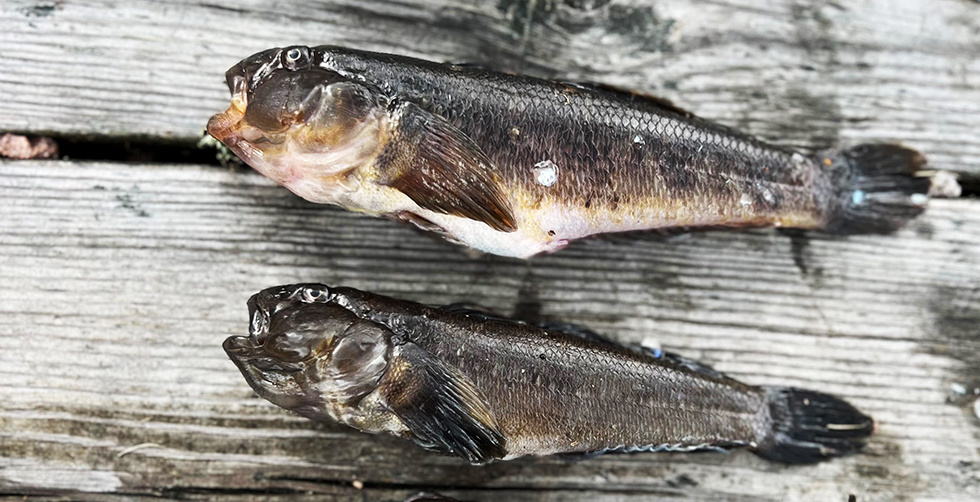 Svartmunnade smörbultar blir vanligare i svenska vatten och är ett hot mot andra arter.