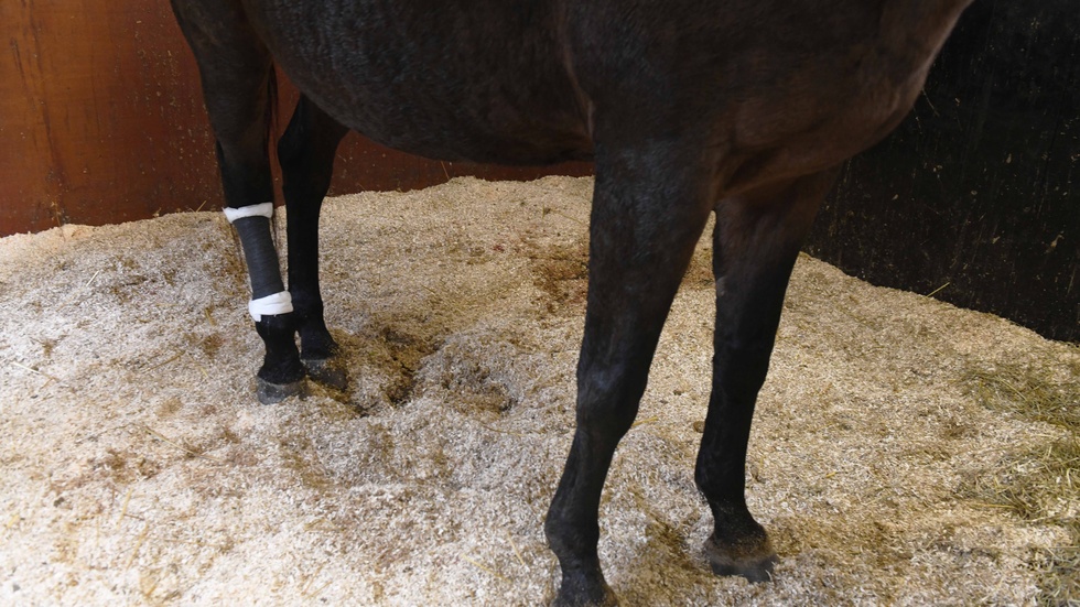 Hästen Raliska fick ett skavsår på ett bakben, värre skador vållade inte olyckan. 