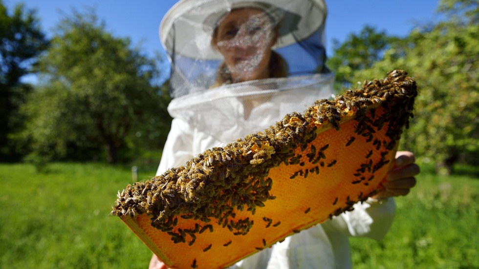 Sedan insändarskribenten började med biodling har hennes insikter om binas betydelse ökat. Hon är förvånad över att inte fler är oroade över att bibestånden blir färre. Genrebild.