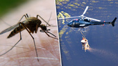 Nya mygglarmet: "Kan bli ännu värre i sommar"