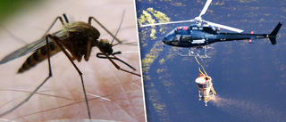 Nya mygglarmet: "Kan bli ännu värre i sommar"