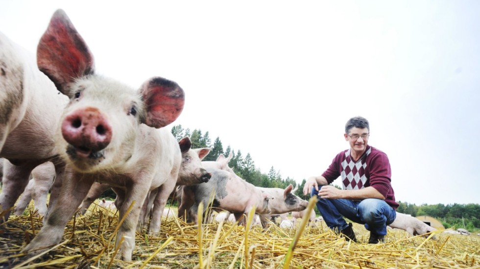 Kommunstyrelsen tog nyligen beslut om inriktning för livsmedel i kommande upphandling. Ett beslut som kan komma att gynna grisbonden Håkan Jonsson som syns på bild bland sina glada utegrisar.