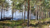 Brand i torr skogsterräng tog sig på nytt