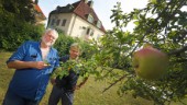 De återskapar 100 år gammal äppelodling vid Balsta