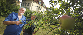 De återskapar 100 år gammal äppelodling vid Balsta