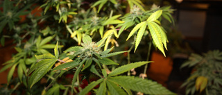 Hade över ett halvt kilo cannabis – duo åtalas