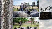 De finaste fåren – och de bästa lammbönderna